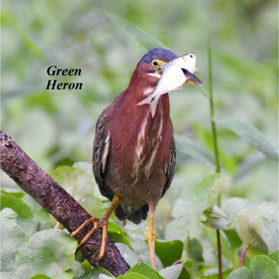 Green Heron